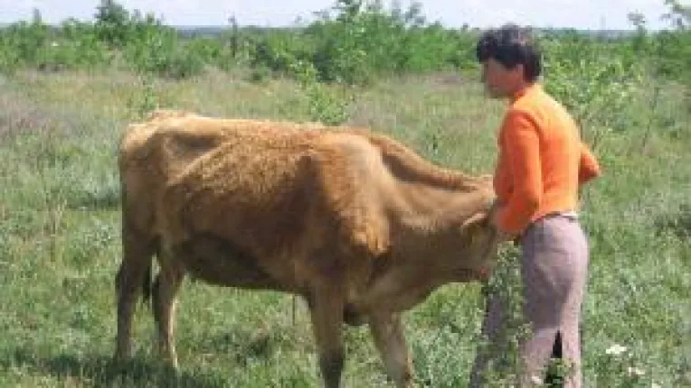 Subventia in zootehnie intra in prelungiri