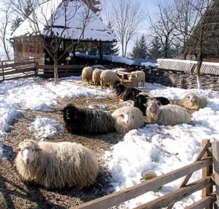 Subventii mai mari pentru crescatorii de ovine