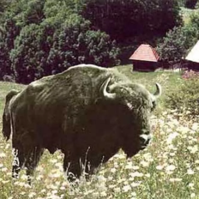 Subventii pentru crescatorii de bivoli si ovine rare 
