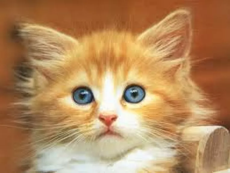 Torsul pisicii ne calmeaza, ne ajuta sa dormim si inlatura gandurile negre