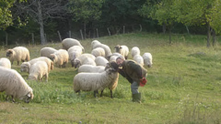 UE cere ca mieii de Paste sa aiba doi cercei