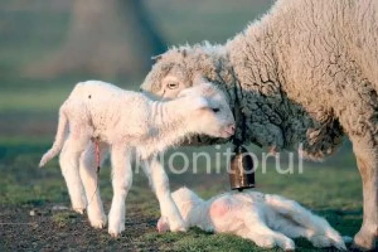 Un Paste cu restrictii