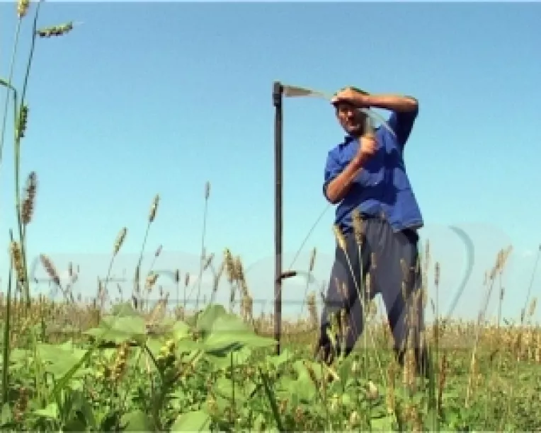 Vin banii europeni pentru agricultura romaneasca