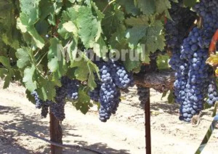 Vinul contrafacut ii baga pe producatori la apa