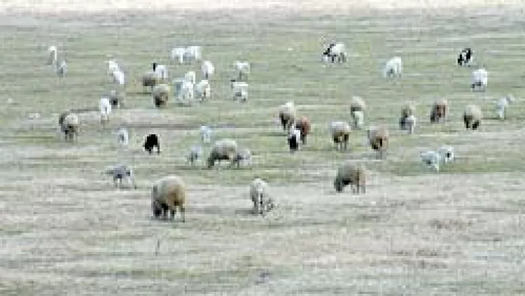 Zootehnia incearca sa-si salveze rasele autohtone pe cale de disparitie