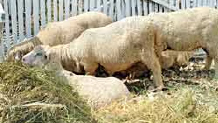 Zootehnistii vor primi subventii de la stat pentru vaci si oi